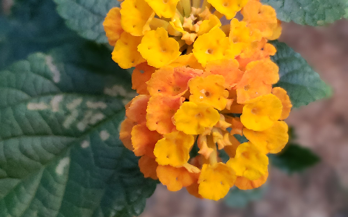Florais