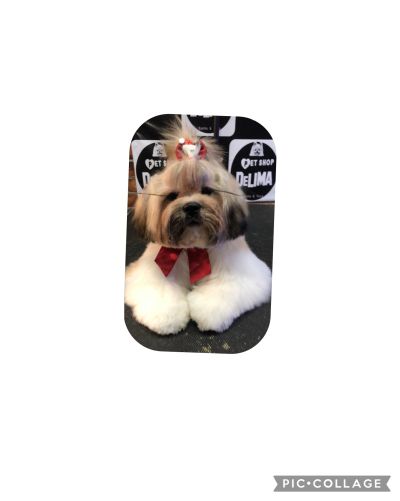 Tosa na tesoura a partir