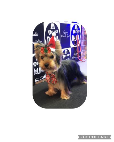 Banho com hidratação / cronograma capilar porte pequeno