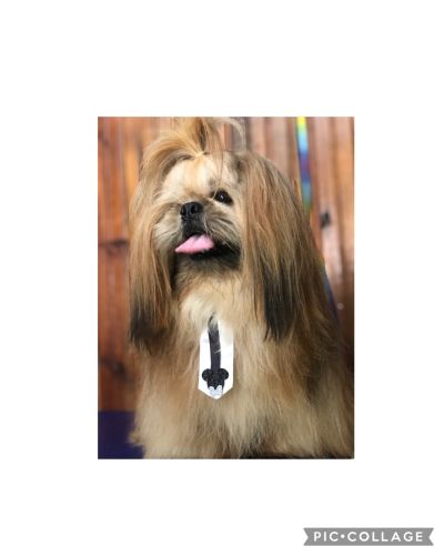 Banho com hidratação / cronograma capilar porte pequeno