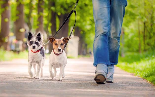 Passeador de cães (dog walker)