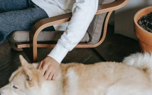 Cuidador de cães (Pet sitter)