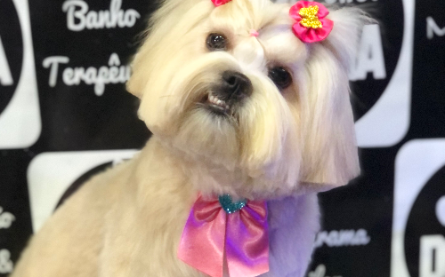 Tosa na máquina com detalhes (cabeça & Rabo)a partir