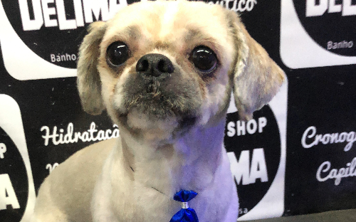 Tosa geral baixa a partir