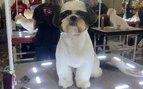 Estética Canina