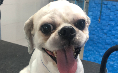 Tosa geral baixa a partir